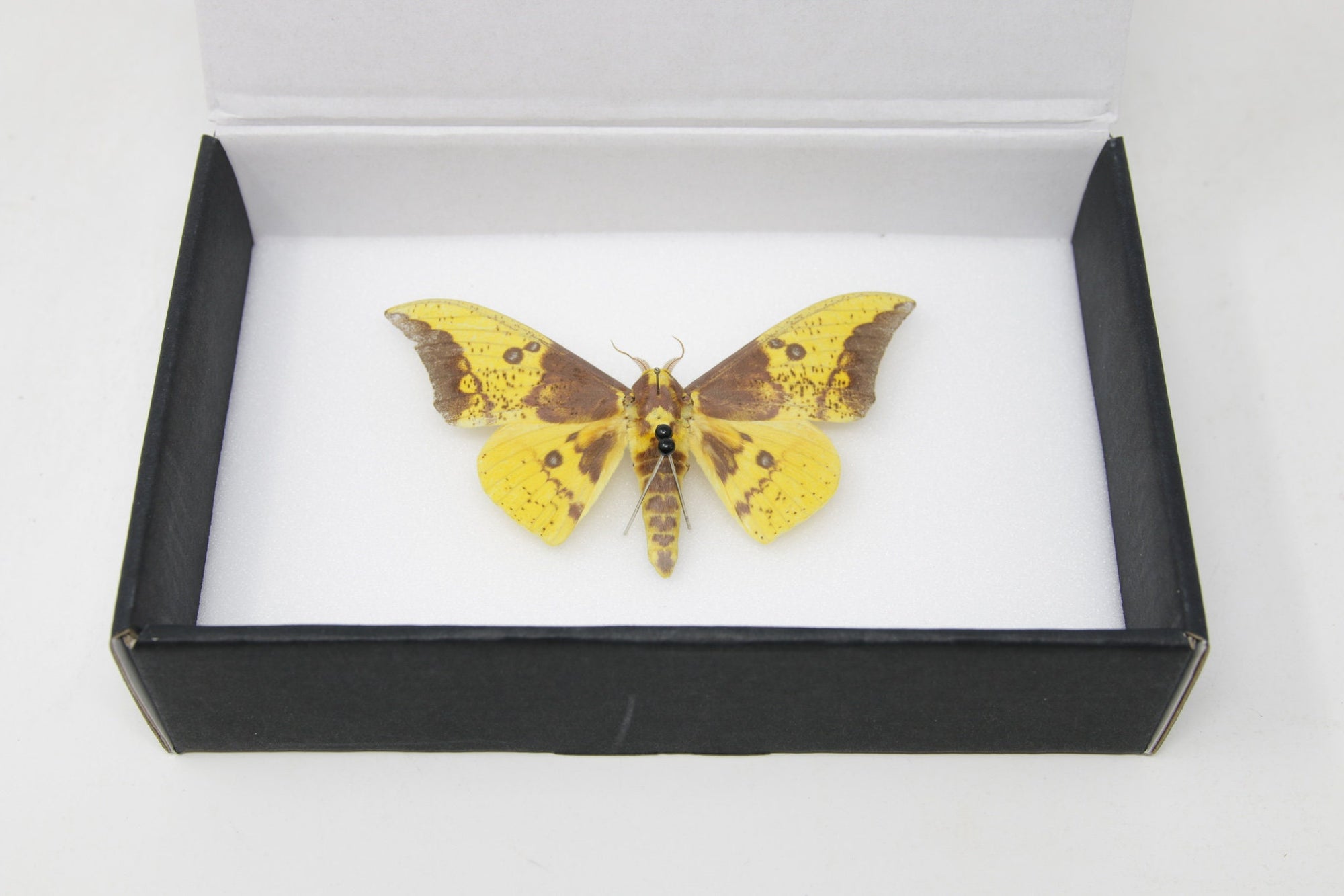 Imperial Silk Moth (Eacles sp.) Entomology Pinned Specimen with Scientific Collection Data