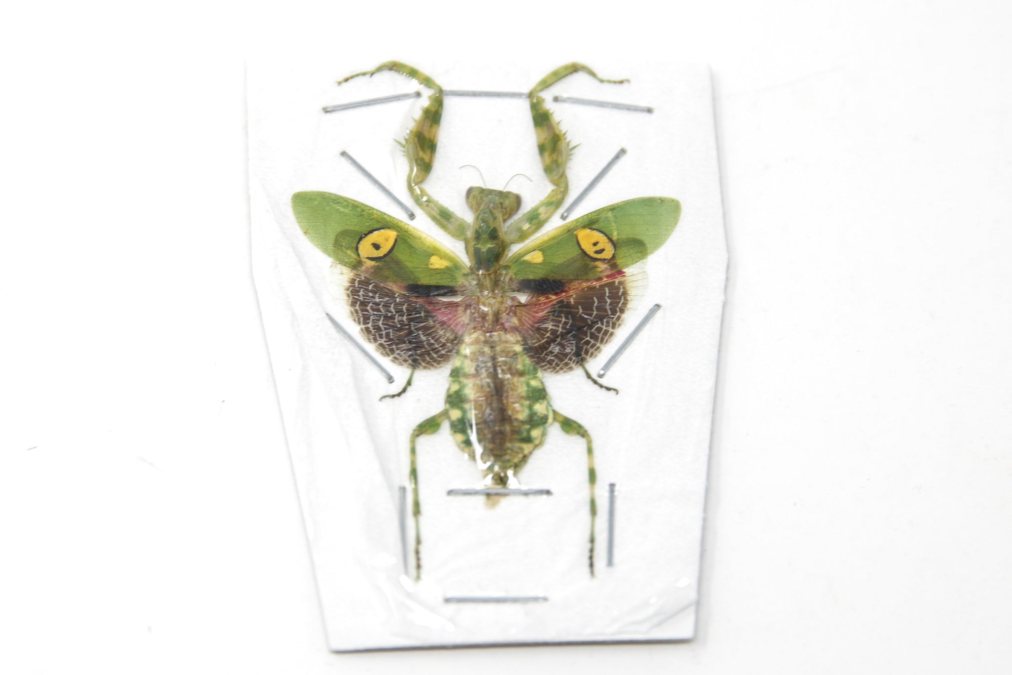 2 x Creobroter gemmatus | Jewelled Flower Praying Mantis Spread | A1 Specimen