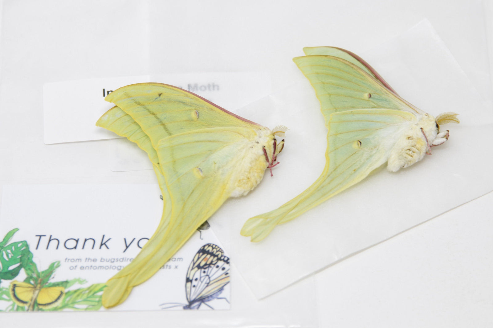 2 x Indian Moon Moths | Actias selene | A1 Unmounted Specimens