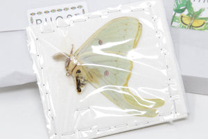 Amerikansk månemøl (Actias luna) | A1 umonteret eksemplar | BugsDirect