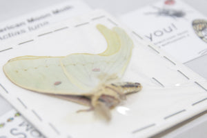 Amerikansk månemøl (Actias luna) | A1 umonteret eksemplar | BugsDirect