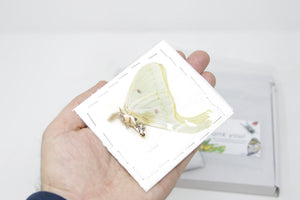 Amerikansk månemøl (Actias luna) | A1 umonteret eksemplar | BugsDirect