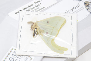 Amerikansk månemøl (Actias luna) | A1 umonteret eksemplar | BugsDirect