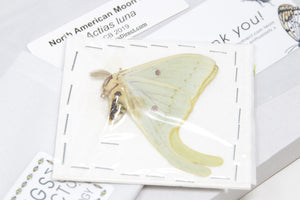 Actias Luna A2 SECONDS/DAMAGED | North American Moon Moth | Unmounted Specimens
