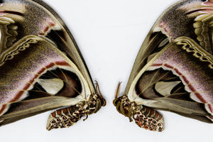 TWO (2) Giant Atlas Moths 8" WINGSPAN! (Attacus atlas) Unmounted Papered Specimens | World's Largest Moth A1