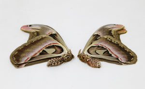 TWO (2) Giant Atlas Moths 8" WINGSPAN! (Attacus atlas) Unmounted Papered Specimens | World's Largest Moth A1
