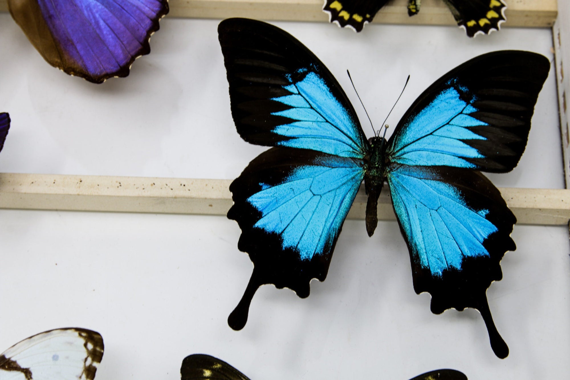 Papilio ulysses | Unmounted Blue Swallowtail Butterflies | Dry-Preserved Specimens, Entomology Taxidermy Art-Supplies