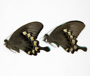 2 x Papilio blumei | The Green Swallowtail Butterfly | A1 Unmounted Specimens