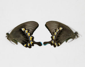TWO (2) Papilio blumei, A1 The Green Swallowtail Butterfly, Dry-Preserved Unmounted Specimens