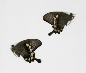 TWO (2) Papilio blumei, A1 The Green Swallowtail Butterfly, Dry-Preserved Unmounted Specimens