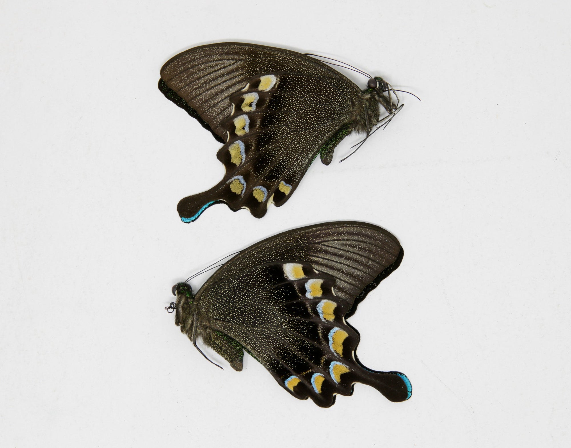 2 x Papilio blumei | The Green Swallowtail Butterfly | A1 Unmounted Specimens