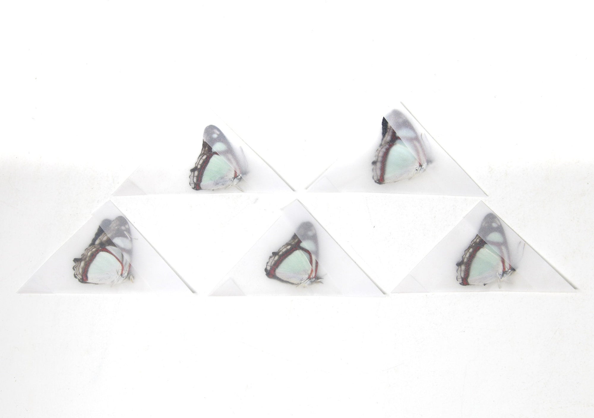 5 x Pyrrhogyra otolais | Common Redring Mint Blue | A1 Unmounted Specimens