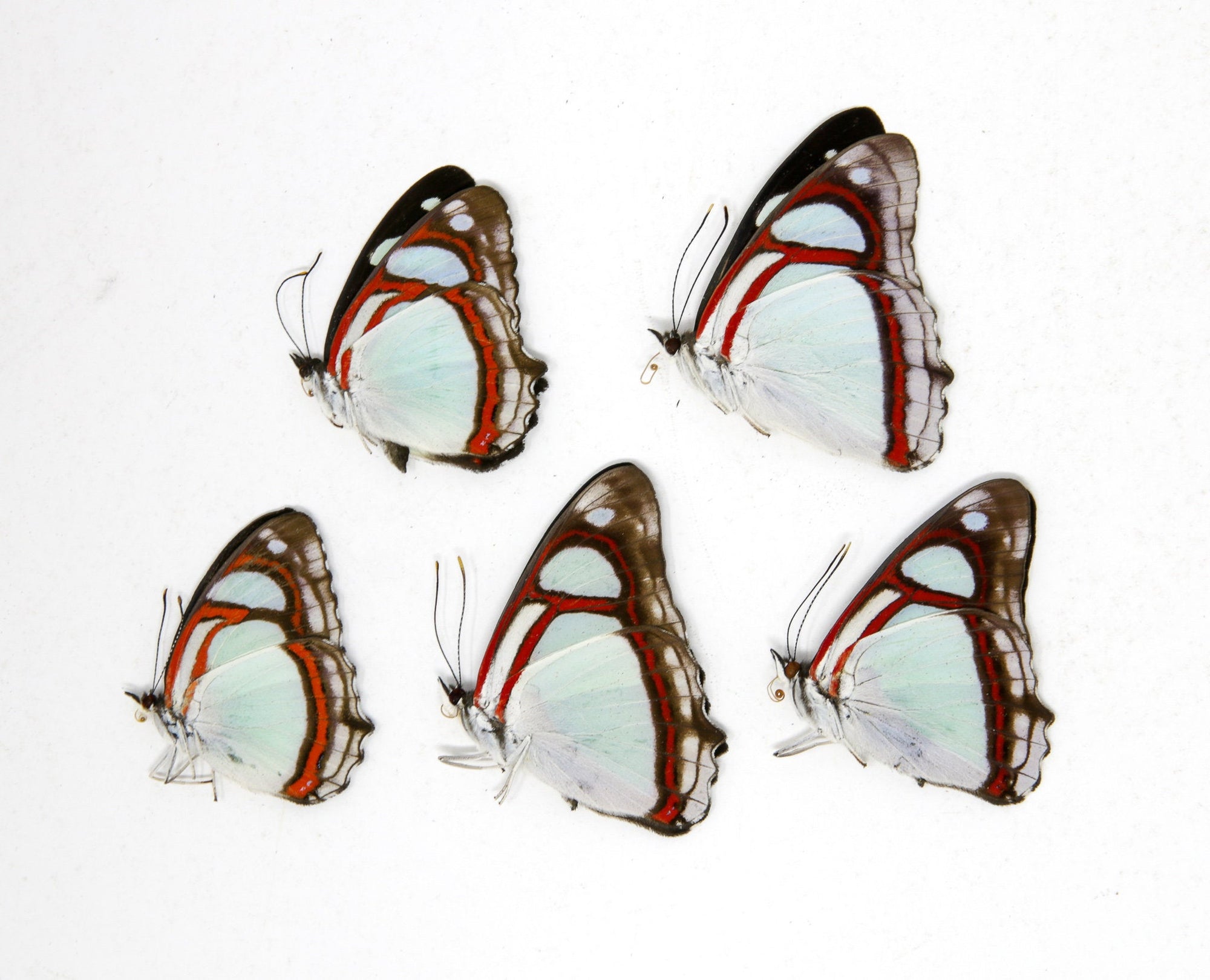 5 x Pyrrhogyra otolais | Common Redring Mint Blue | A1 Unmounted Specimens