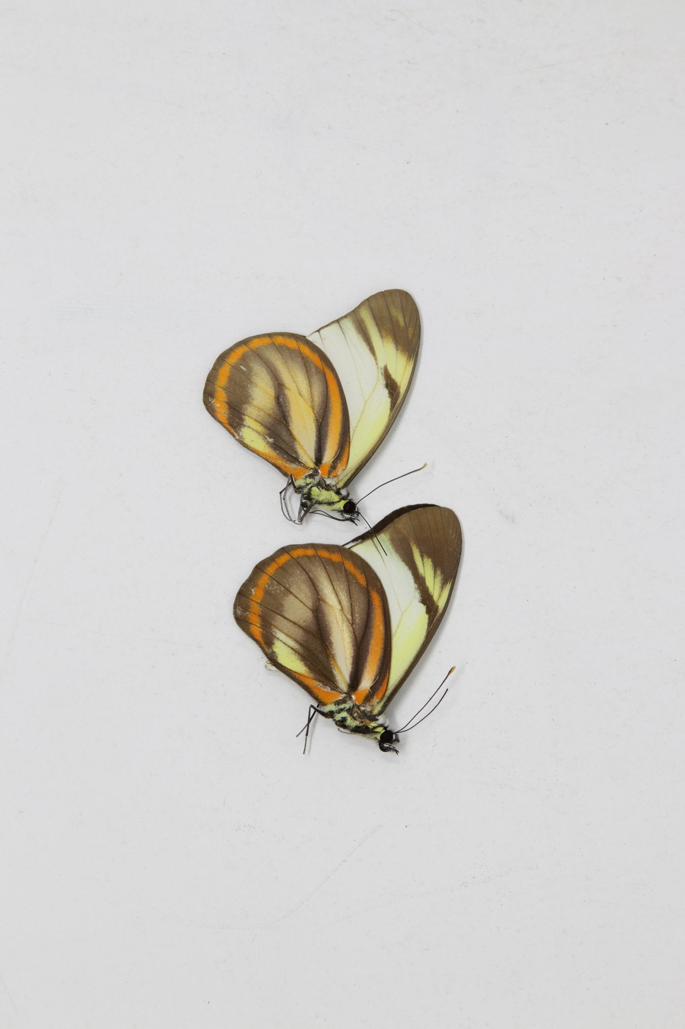 2 x Hesperocharis hirlanda | The Hirlanda White Butterfly | A1 Unmounted Specimens