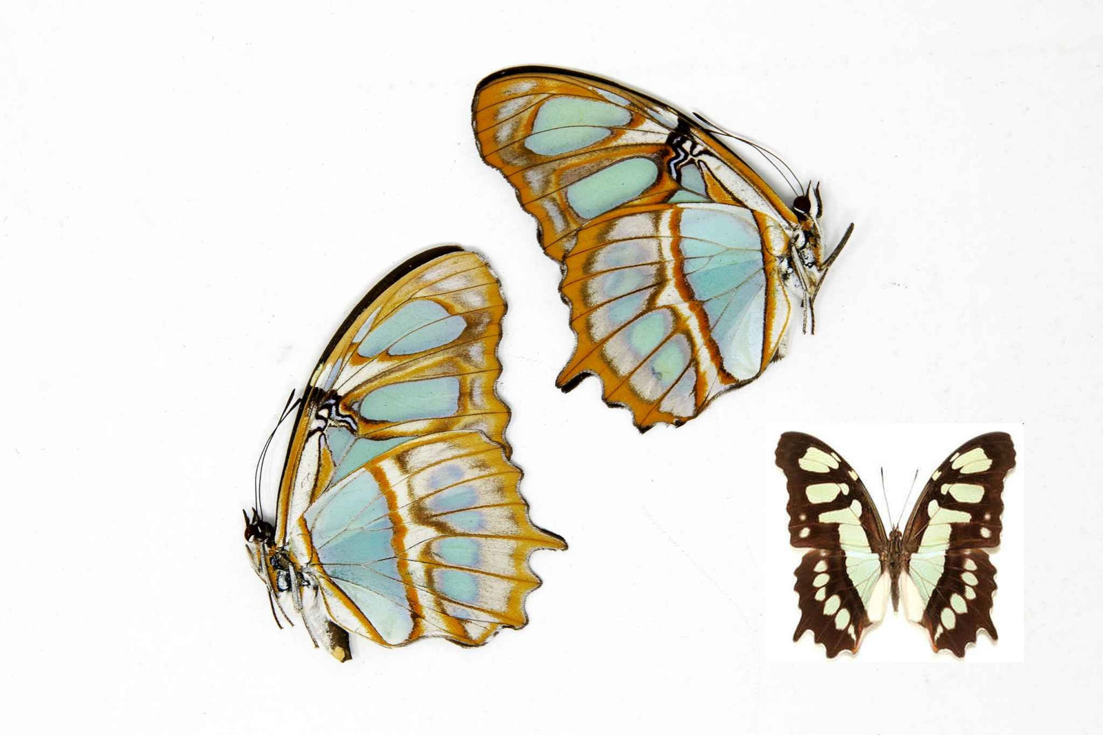 2 x Siproeta stelenes | Malachite Brush-footed | A1 Unmounted Specimens