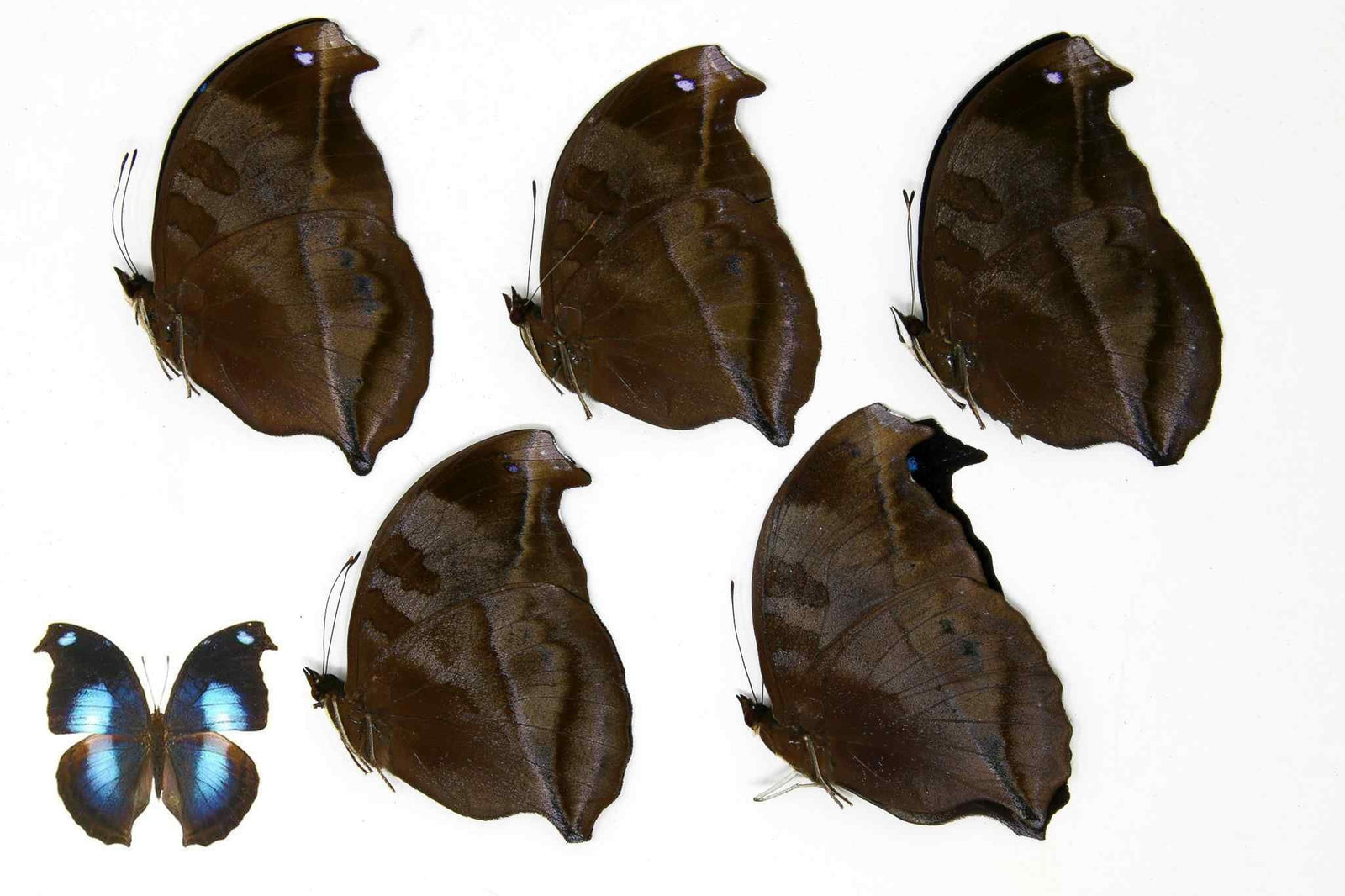 5 x Napocles jucunda | The Great Blue Butterfly | A1 Unmounted Specimens