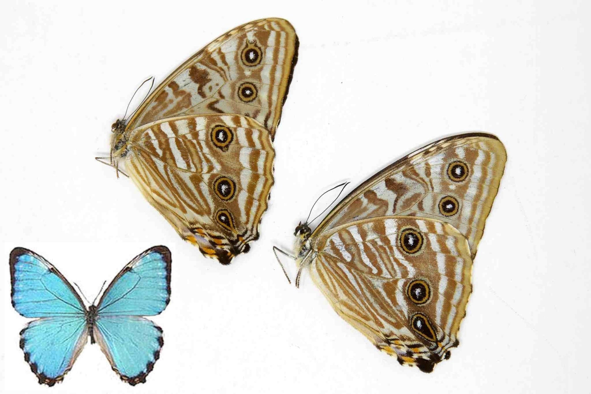 2 x Morpho portis | The Portis Blue Morpho | A1 Unmounted Specimens