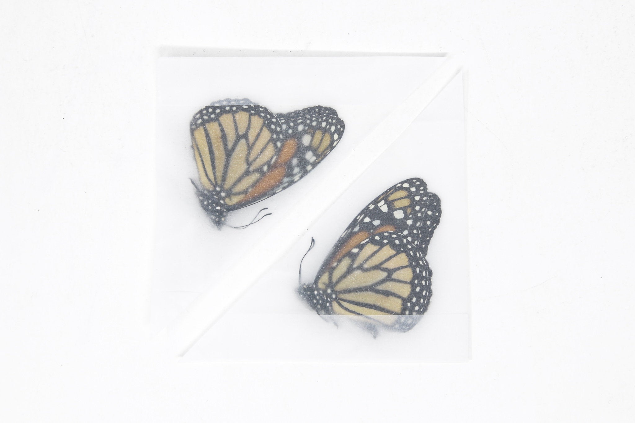 Monarch Butterfly - Danaus plexippus - NatureWorks