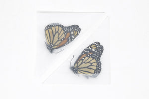 2 x Danaus plexippus | Monarch Butterflies | A1 Unmounted Specimens