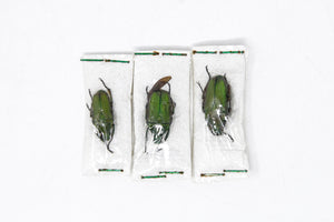 Three (3) Pseudorhomborrhina fuscipes, Unmounted Beetle Specimens with Scientific Collection Data, A1 Quality