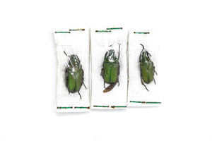 Three (3) Pseudorhomborrhina fuscipes, Unmounted Beetle Specimens with Scientific Collection Data, A1 Quality