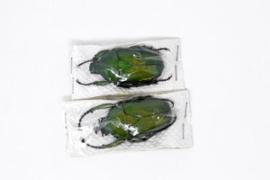 2 x Dicranorrhina mican mican | A1 Unmounted Specimen | Including Collection Data