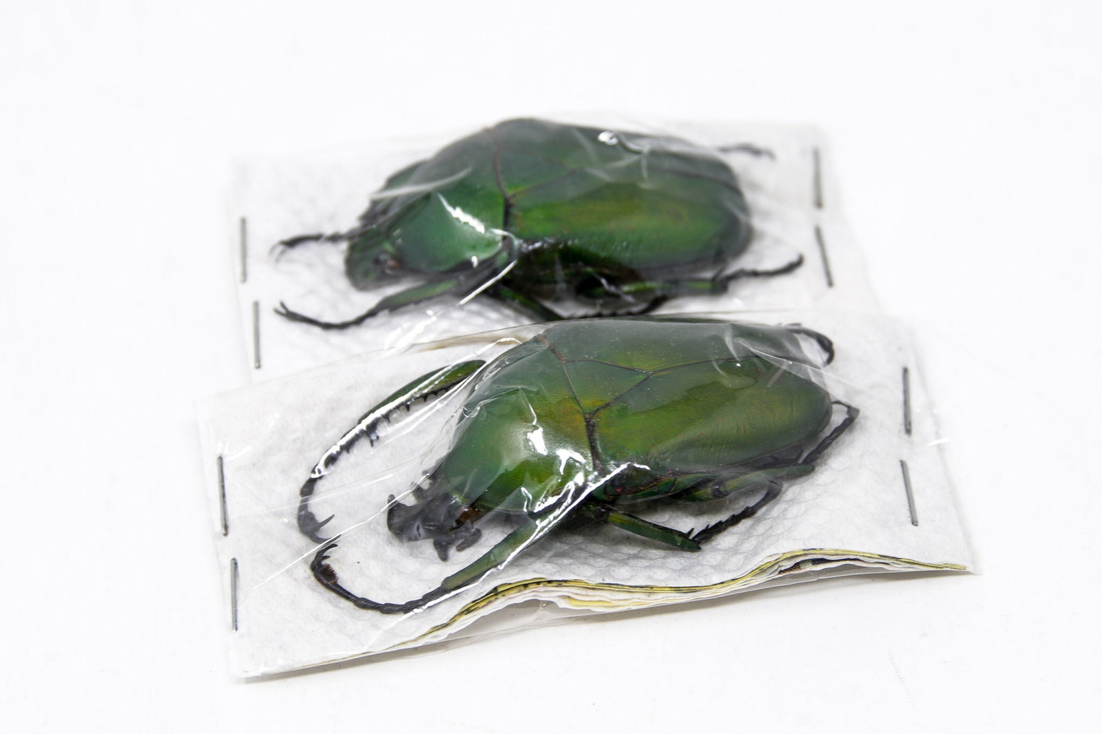 Two (2) Dicranorrhina mican mican, Unmounted Beetle Specimens with Scientific Collection Data, A1 Quality