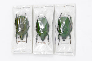 3 x Trigonophorus rothschildi | A1 Unmounted Specimen | Including Collection Data