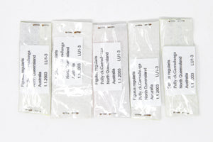 Five (5) Figulus regularis, Unmounted Beetle Specimens with Scientific Collection Data, A1 Quality