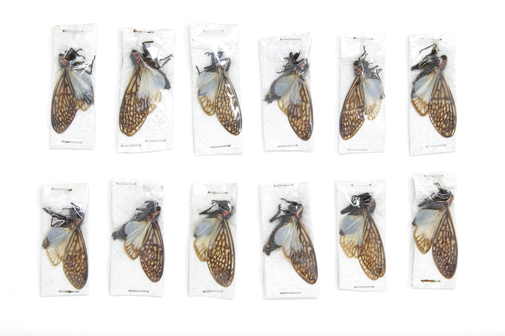 Two (2) Talainga binghami, Thailand, Dry-Preserved Cicada Specimens, Entomology Taxidermy Insects