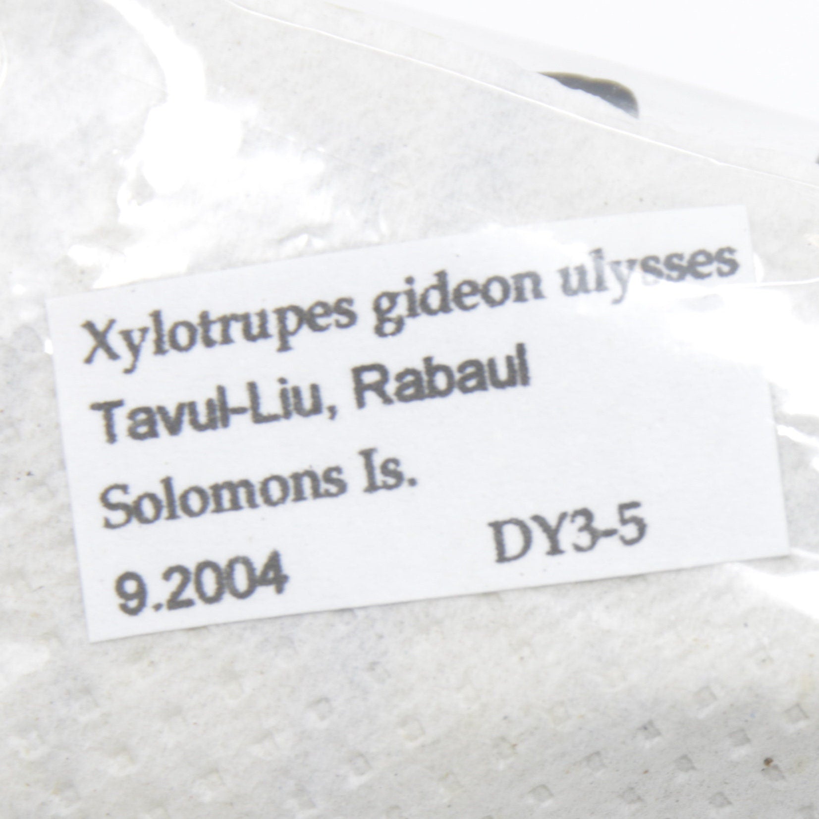 One (1) Xylotrupes gideon ulysses, Solomon Islands with Scientific Collection Data, A1 Quality