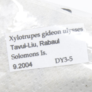 1 x Xylotrupes gideon ulysses | Solomon Islands | A1 Unmounted Specimen | Including Collection Data