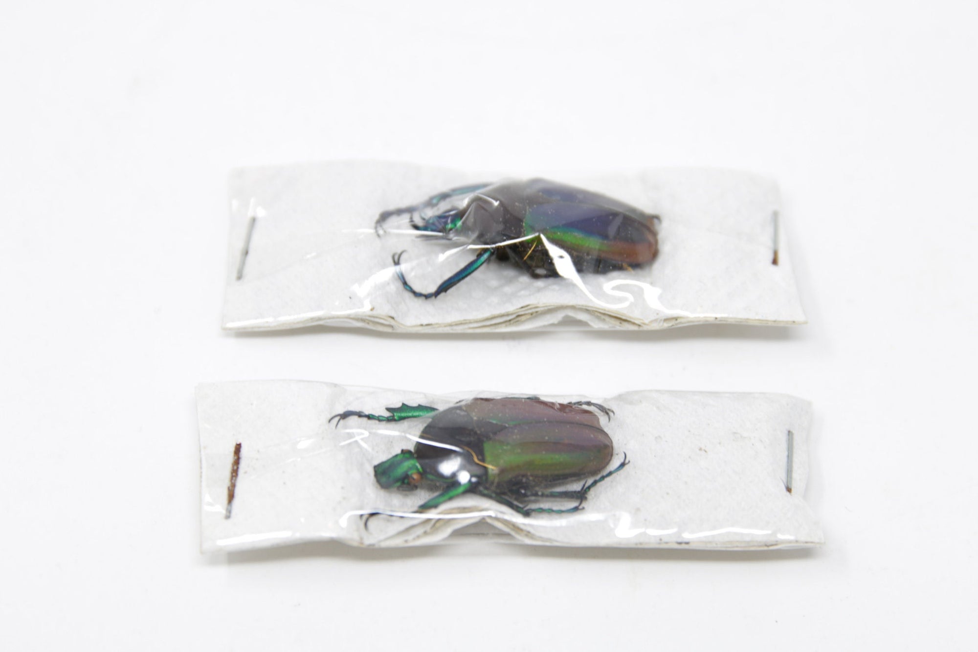 Pair (2) Neptunidae polyhorus manowensis, Unmounted Beetle Specimens with Scientific Collection Data, A1 Quality