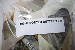 A Pack of 10, 25, 50, 100 Ethically Sourced Butterflies | Assorted Unmounted Butterflies, Lepidoptera, Entomology Farmed Specimens WHOLESALE