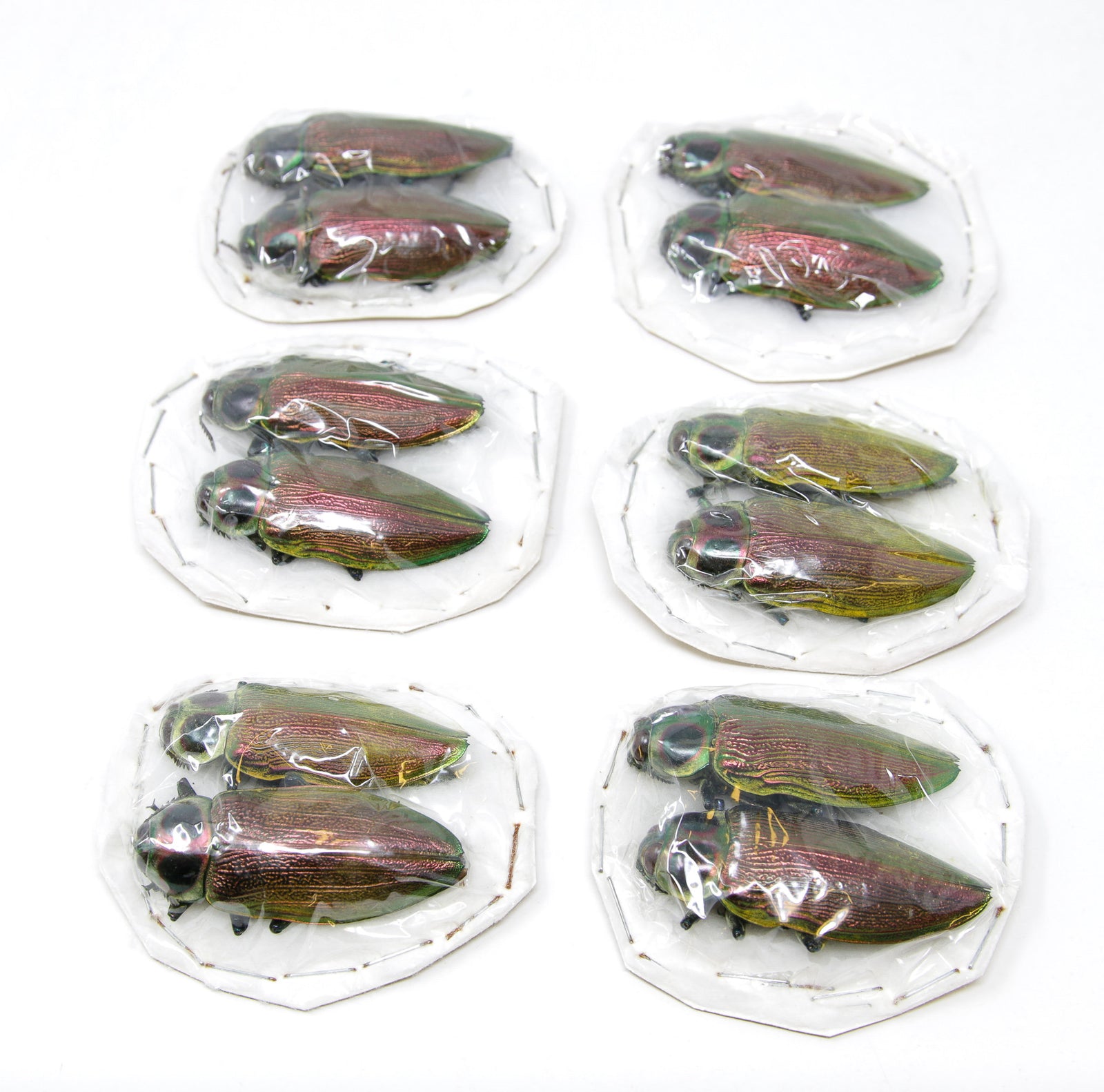 2 x Euchroma gigantea | Giant Metallic Ceiba Borer Beetles | A1 Unmounted Specimen