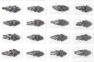 10 x Cyrtotrachelus buqueti | Giant Bamboo Weevils | A1 Unmounted Specimens