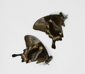 2 x Papilio ulysses | The Blue Swallowtail Butterfly | A1 Unmounted Specimens