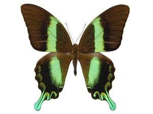 10 x Green Swallowtail Butterflies (Papilio blumei) A1/A1- Unmounted Specimens (Wholesale)