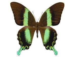 Pack of 10 Papilio blumei, Green Swallowtail Butterflies, A1 Dry-Preserved Unmounted Specimens