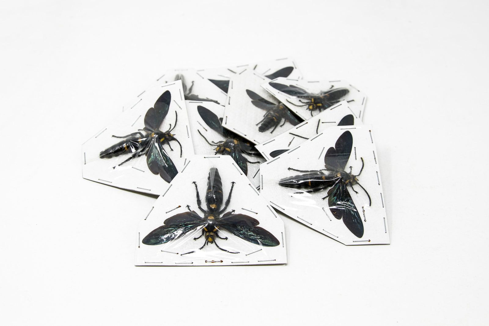 2 x Megascolia species | Giant Scoliid Wasp 2.5-3 Inch Wingspan | A1 Unmounted Specimen