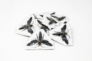 2 x Megascolia procer | Giant Scoliid Wasp 2.5-3 Inch Wingspan | A1 Unmounted Specimen