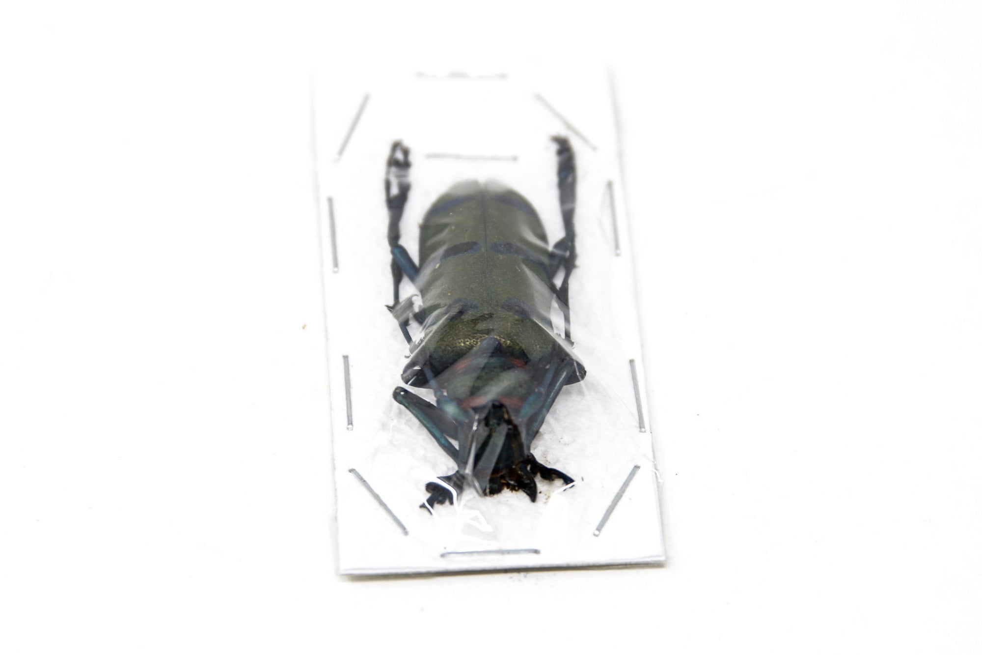 2 x Diostocera wallichi tonkinensis | Long-horn Beetles | A1 Unmounted Specimens