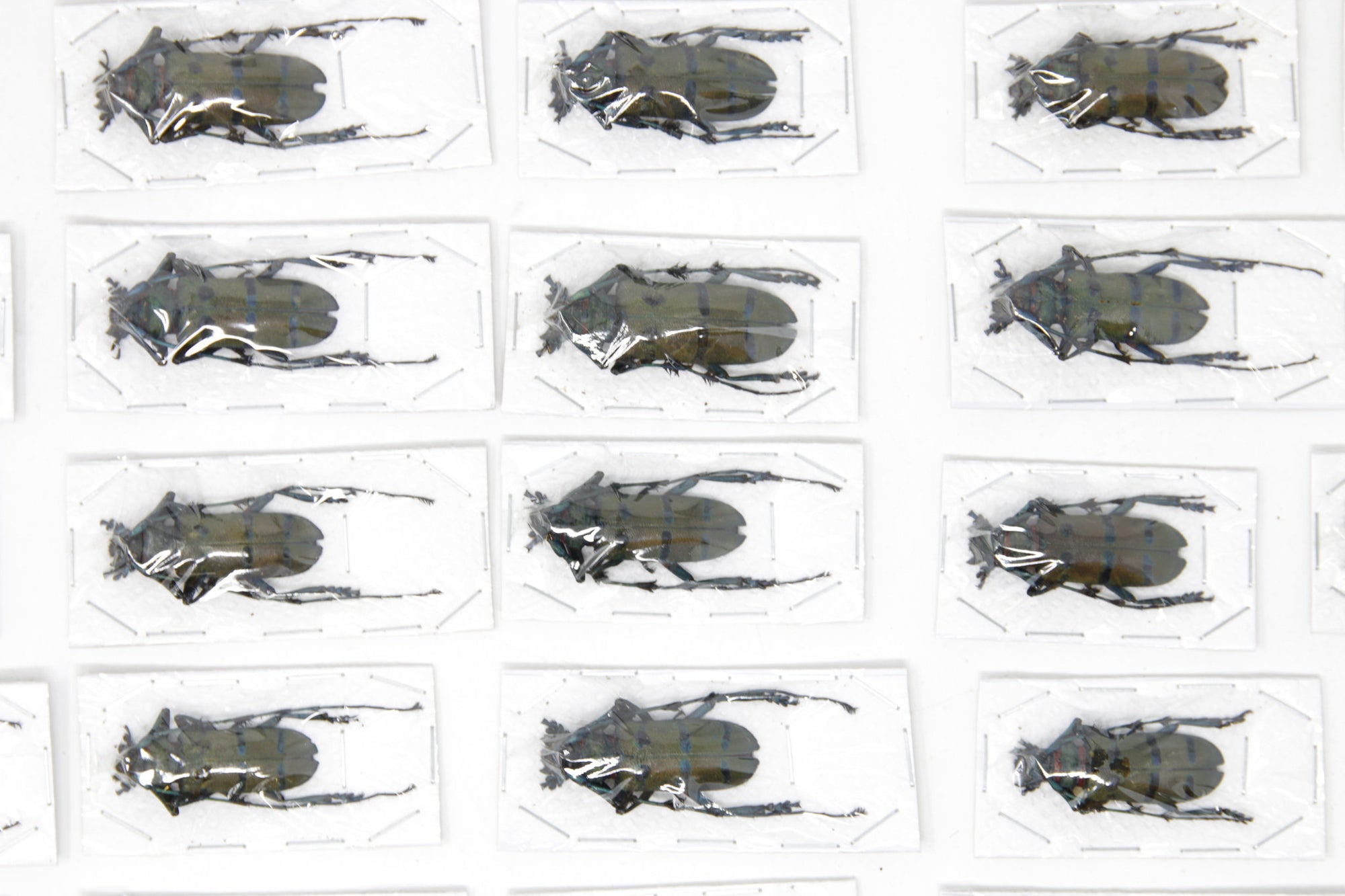 10 x Diostocera wallichi tonkinensis | Long-horn Beetles | A1 Unmounted Specimens
