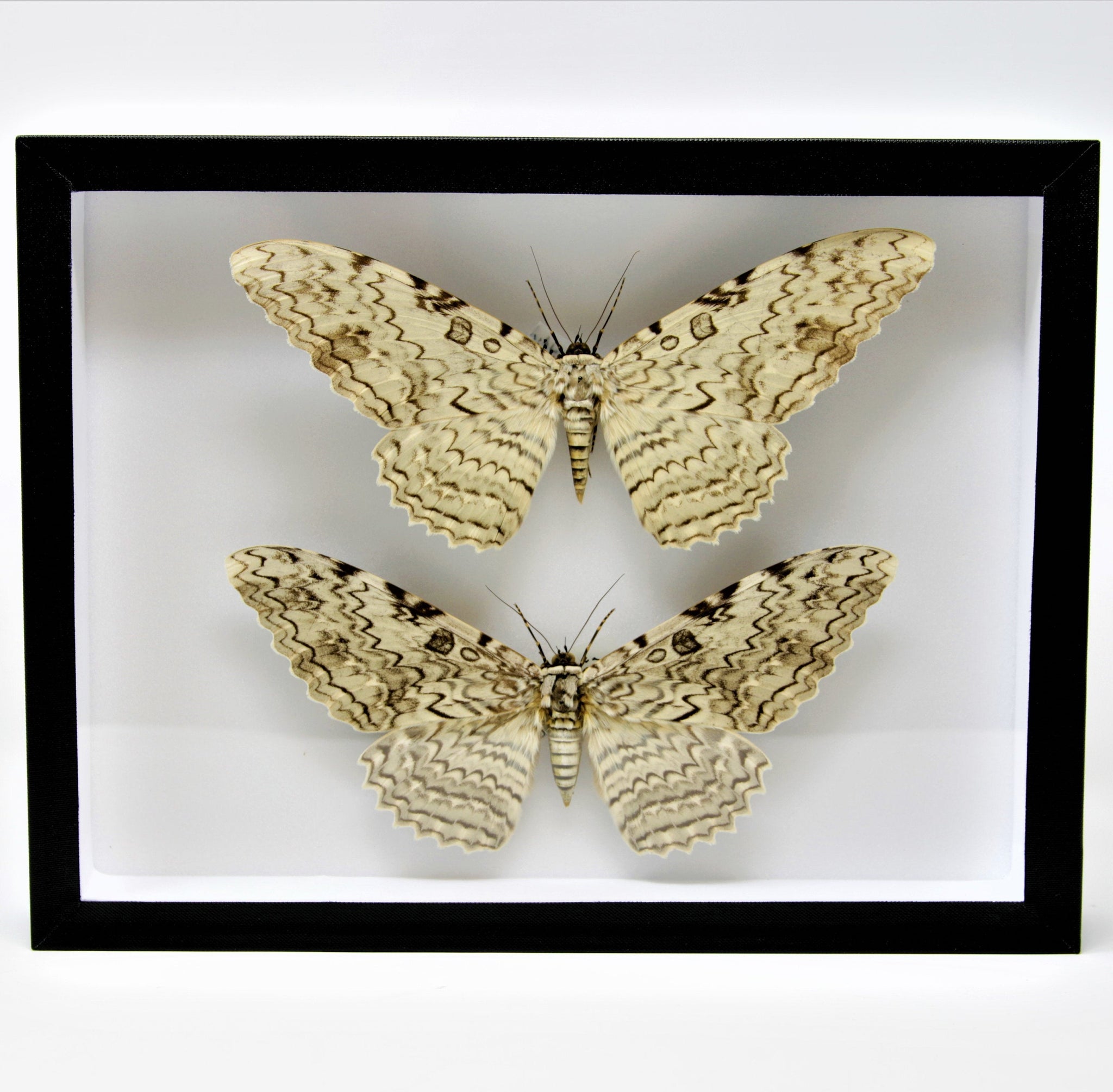 Insect Display Boxes Empty Box Frame Entomology Butterfly Display Case with Glass Lid (Black ...