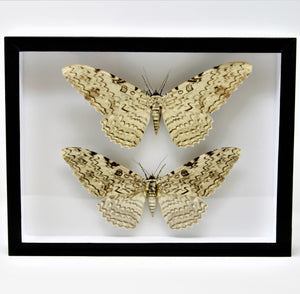 Entomology Box Frame Butterfly Display Case with Glass Lid