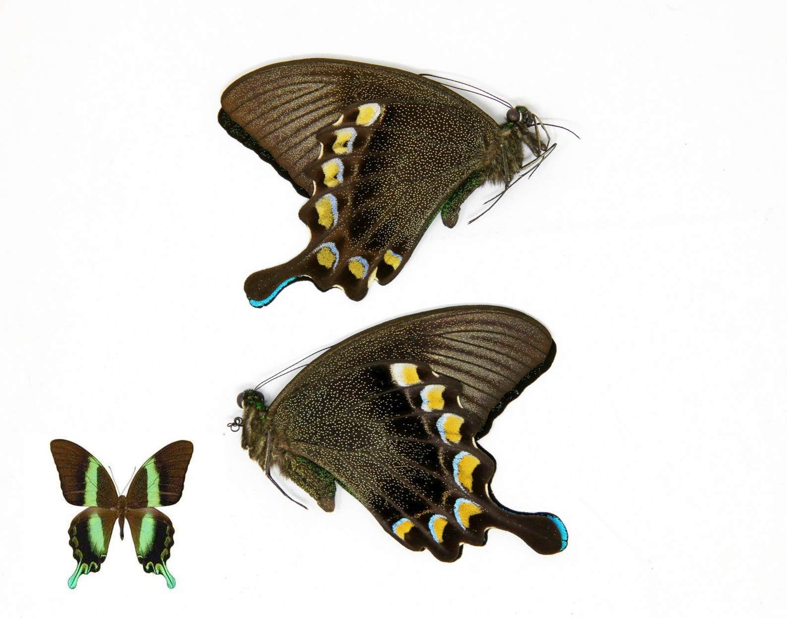 TWO (2) Green Swallowtail Butterflies (Papilio blumei) A1 Unmounted Specimens