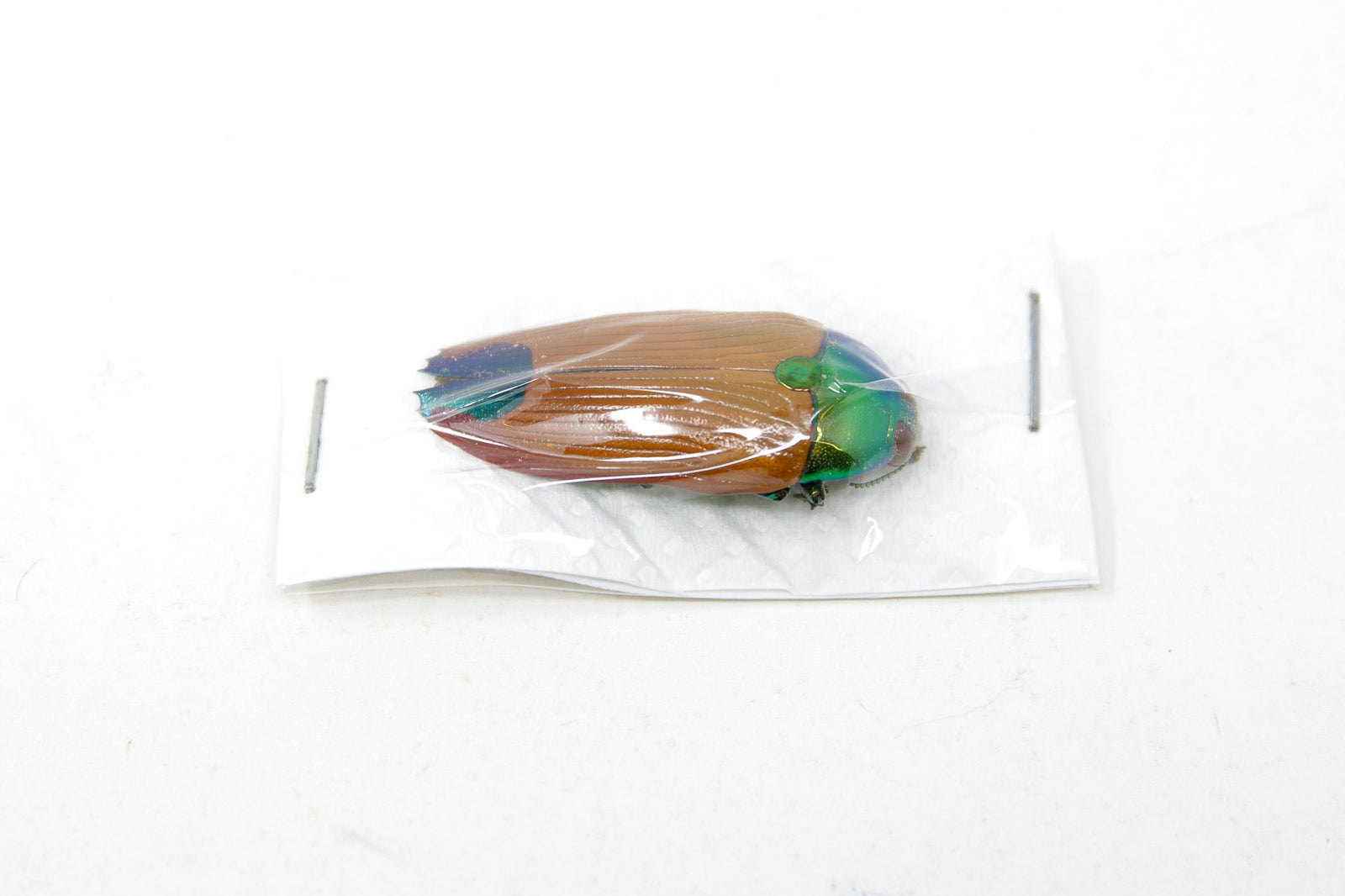 Metaxymorpha gloriosa, Unmounted Buprestinae Jewel Beetles with Scientific Collection Data, A1 Quality