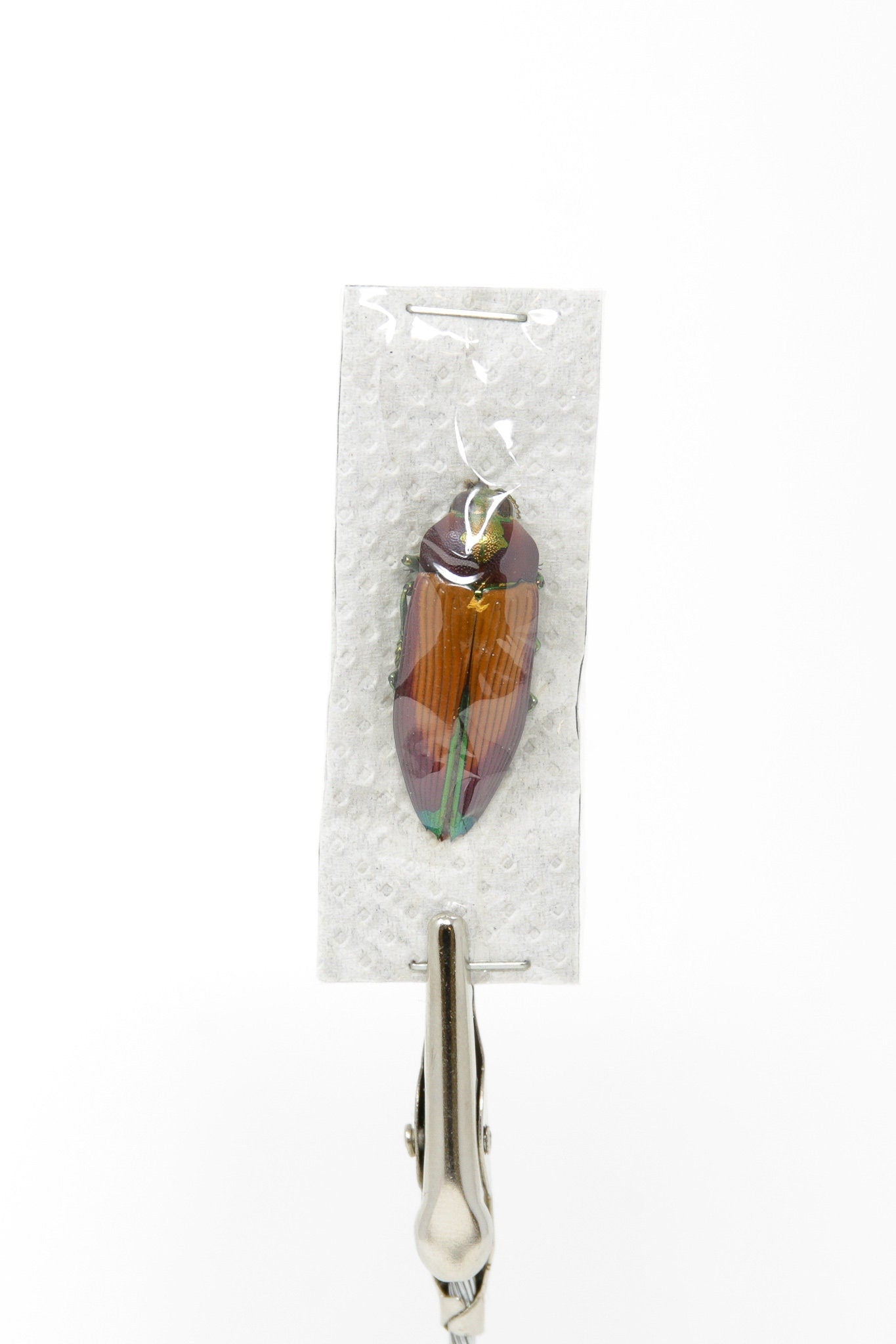 Temognatha carpentariae, Unmounted Buprestinae Jewel Beetles with Scientific Collection Data, A1 Quality