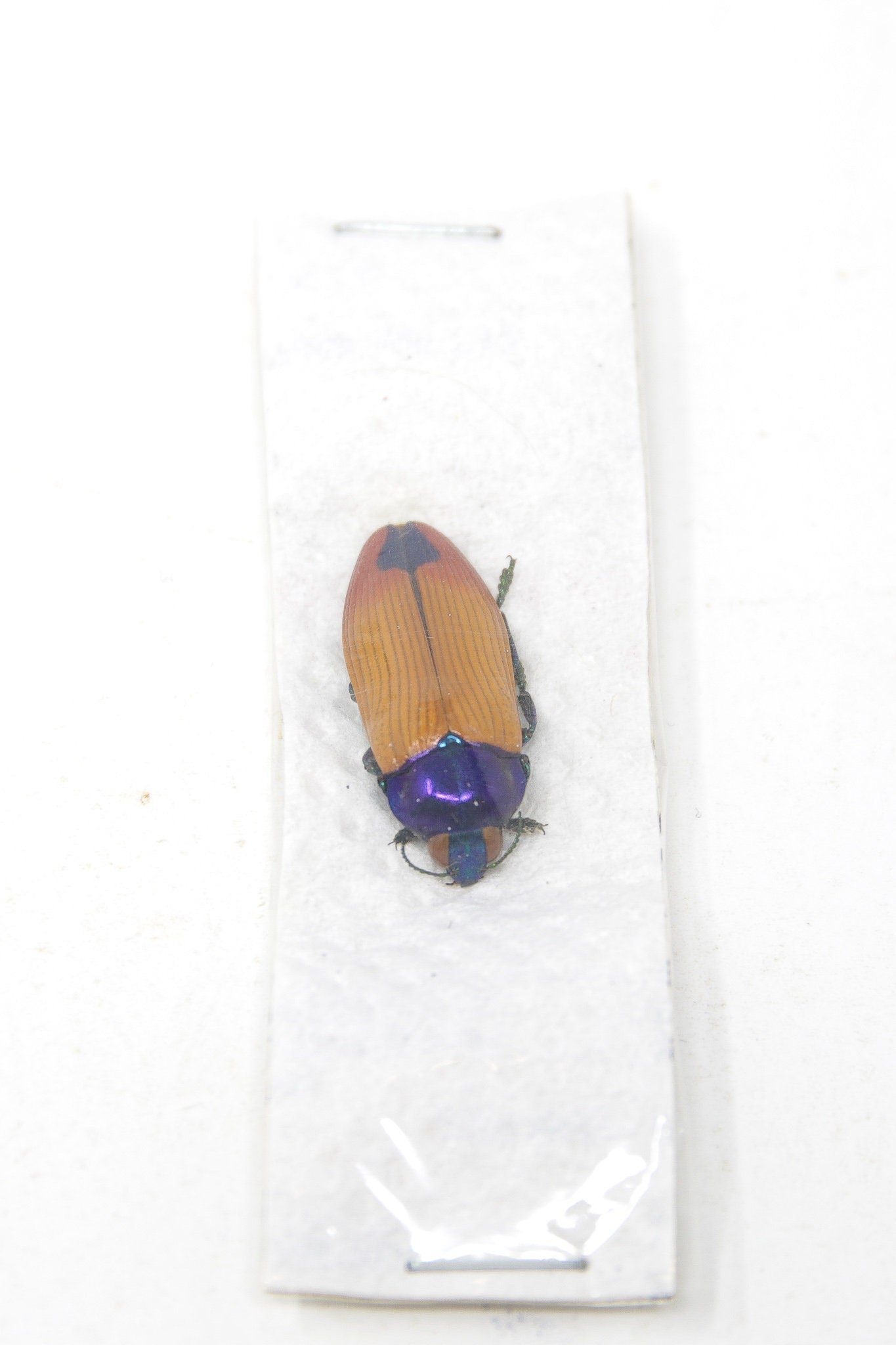 Castarina erubeacens, Unmounted Buprestinae Jewel Beetles with Scientific Collection Data, A1 Quality