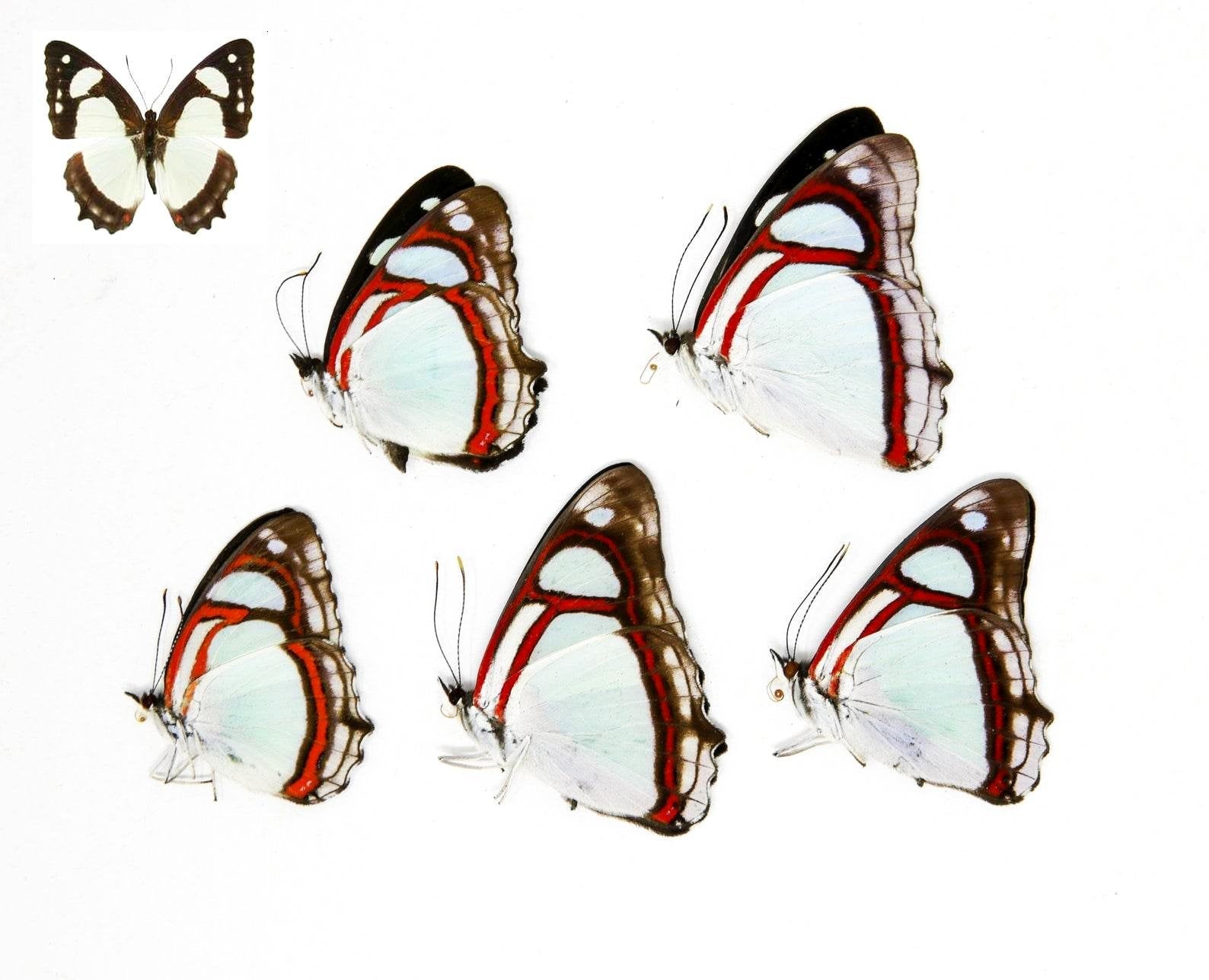 5 x Pyrrhogyra otolais | Common Redring Mint Blue | A1 Unmounted Specimens